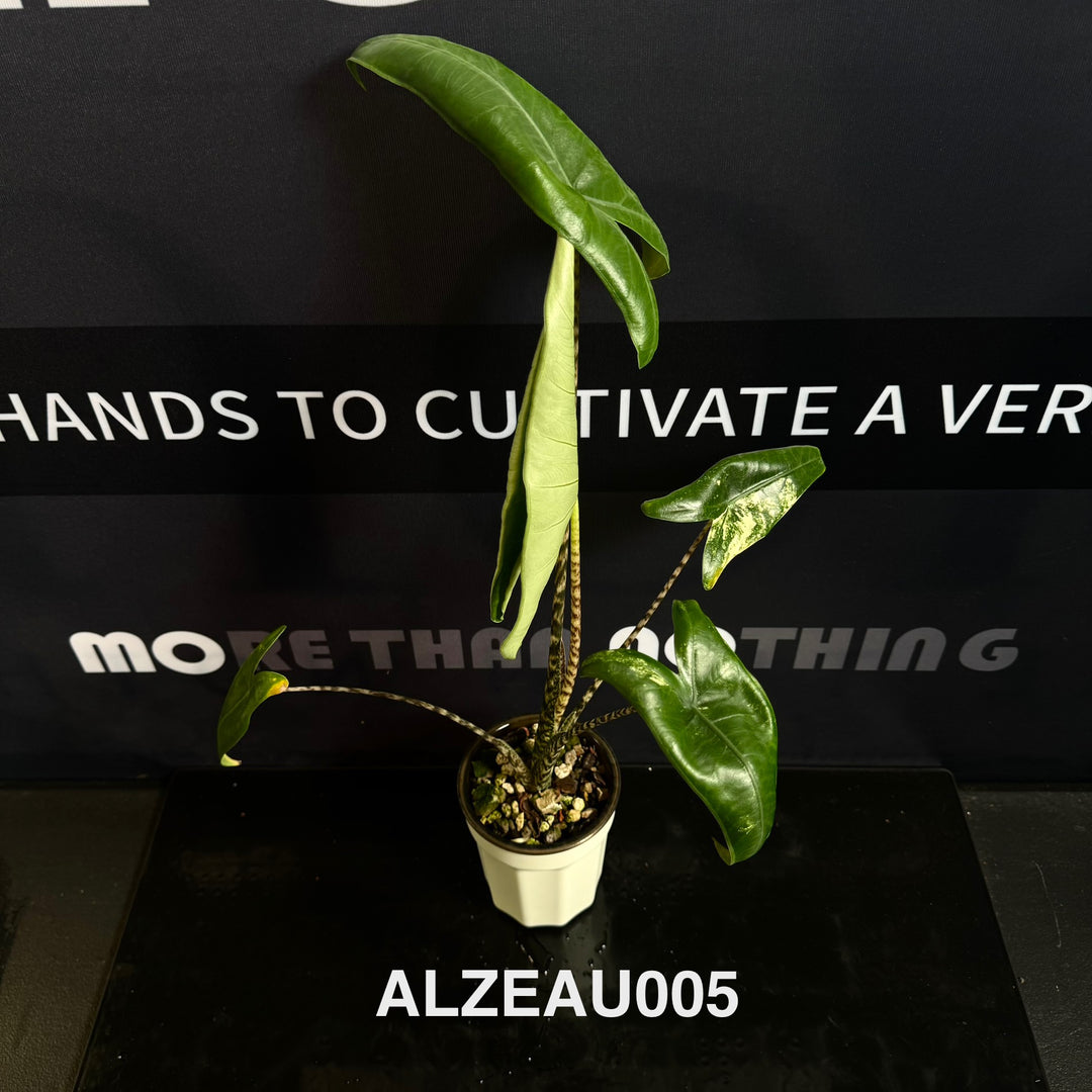 Alocasia 【Zebrina】Aurea Variegated [ALZEAU]