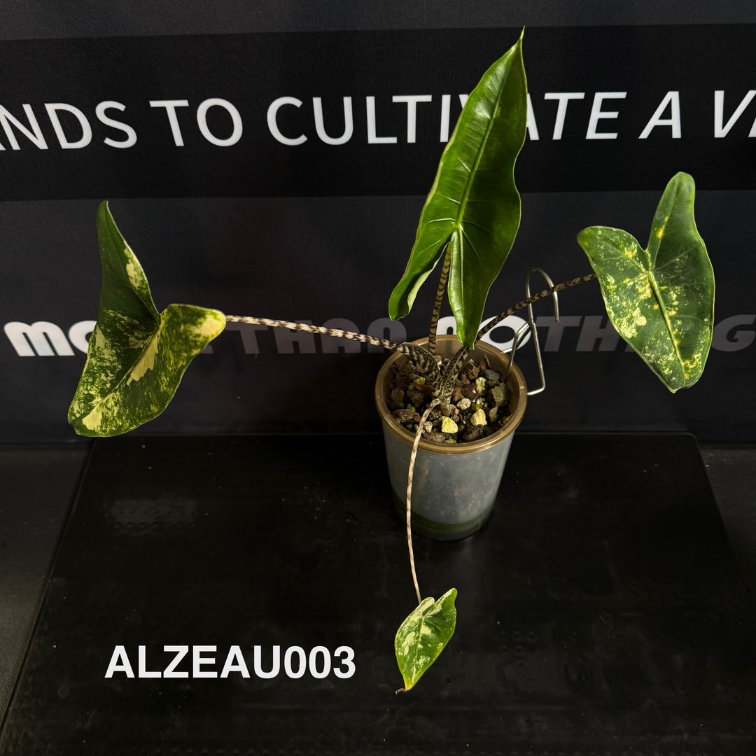 Alocasia 【Zebrina】Aurea Variegated [ALZEAU]