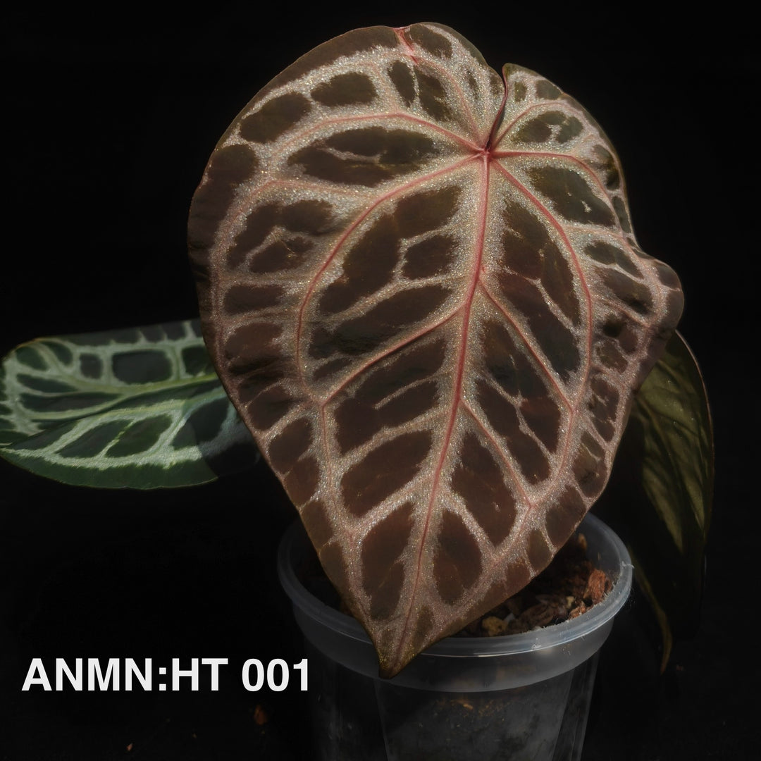 Anthurium Hongtang 【红棠】 [ANMN:HT]