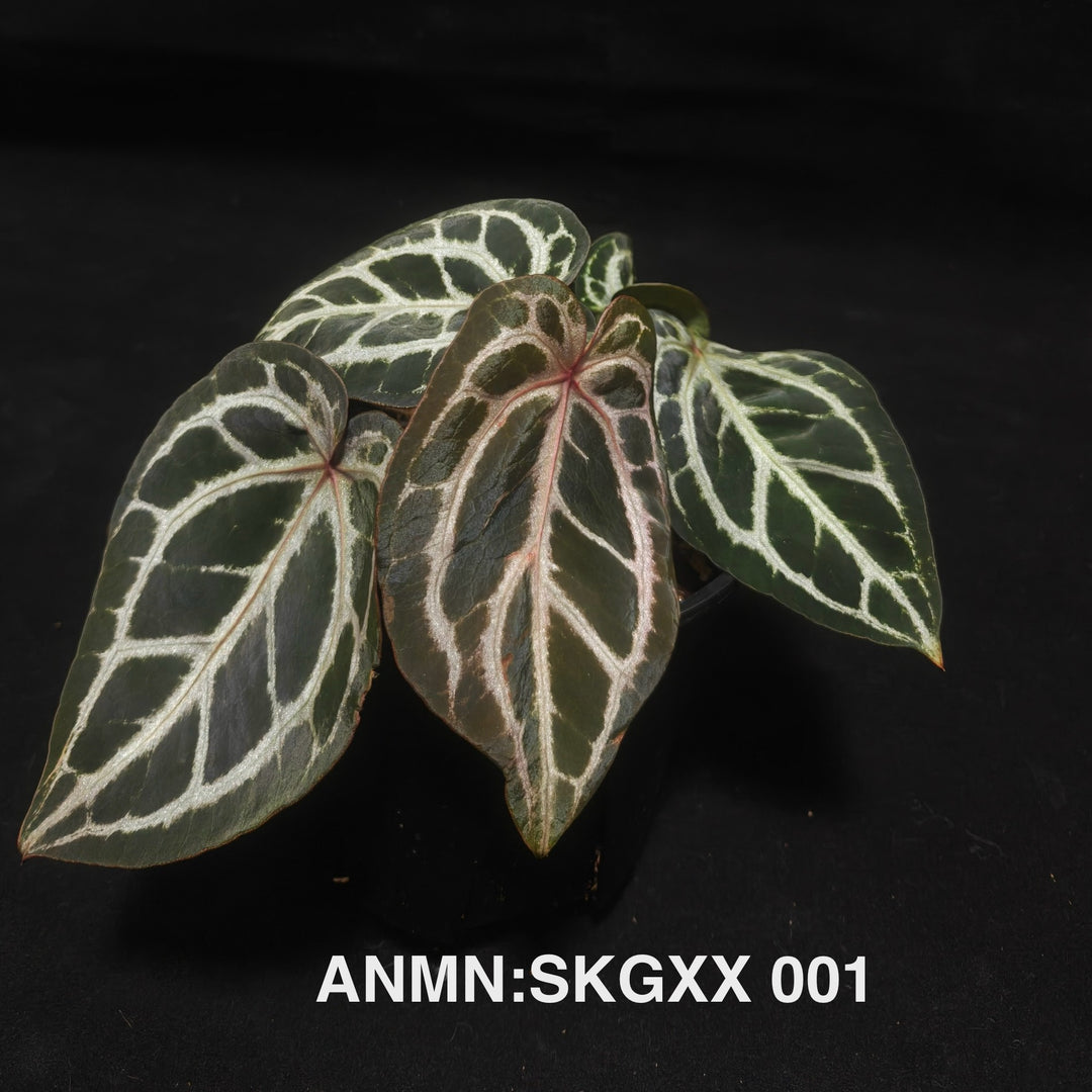 Anthurium SKG silver*Crackin Veins*Red Crystallinum [ANMN:SKGXX]