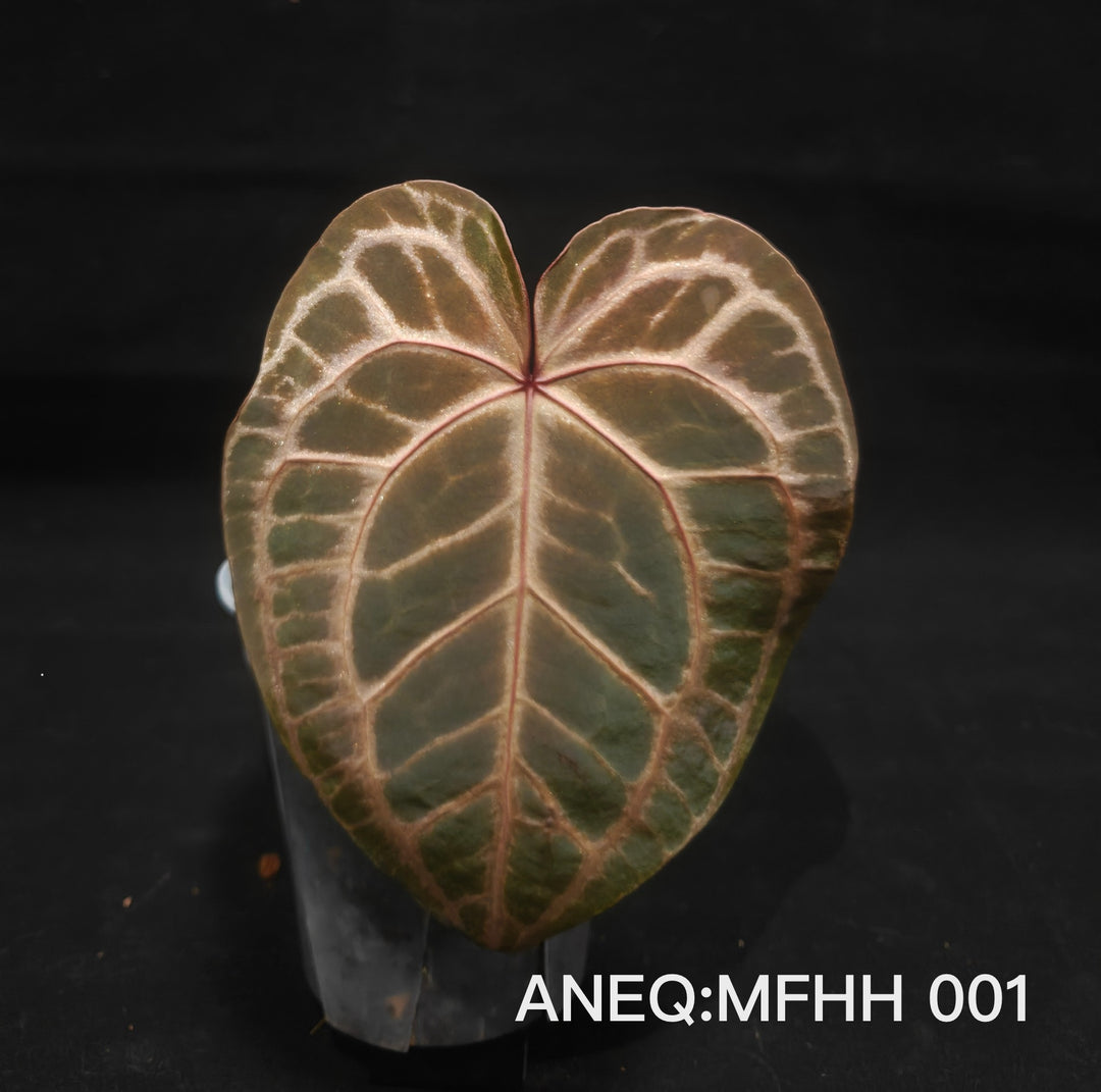 Anthurium Magic Queen【魔法皇后】[ANEQ:MFHH]