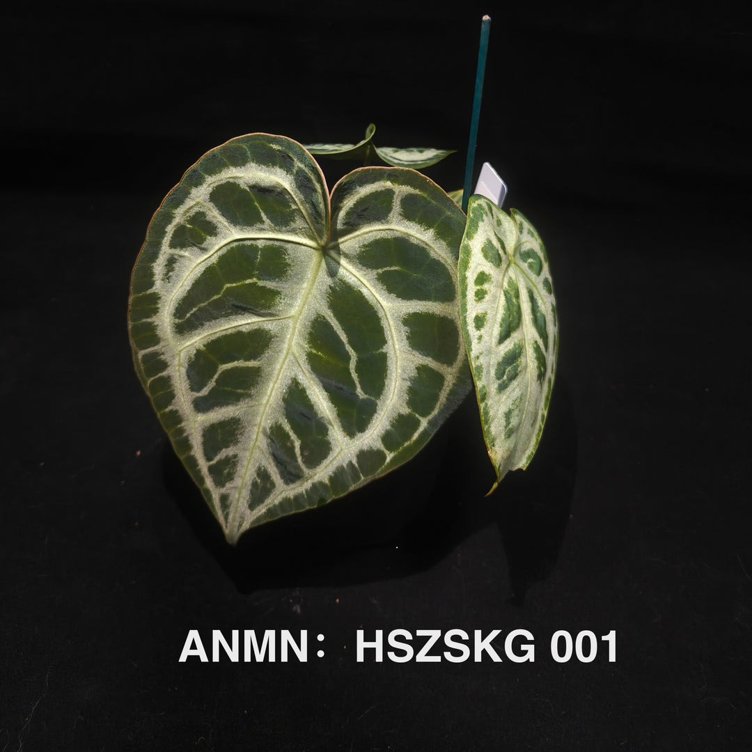 Anthurium 'Silver Blush' Dark Form *SKG Silver [ANMN:HSZSKG]