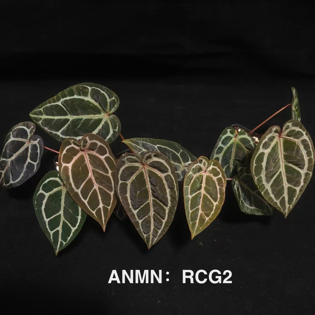 Anthurium Red Cristallinum Grade 2 [ANMN:RCG2]