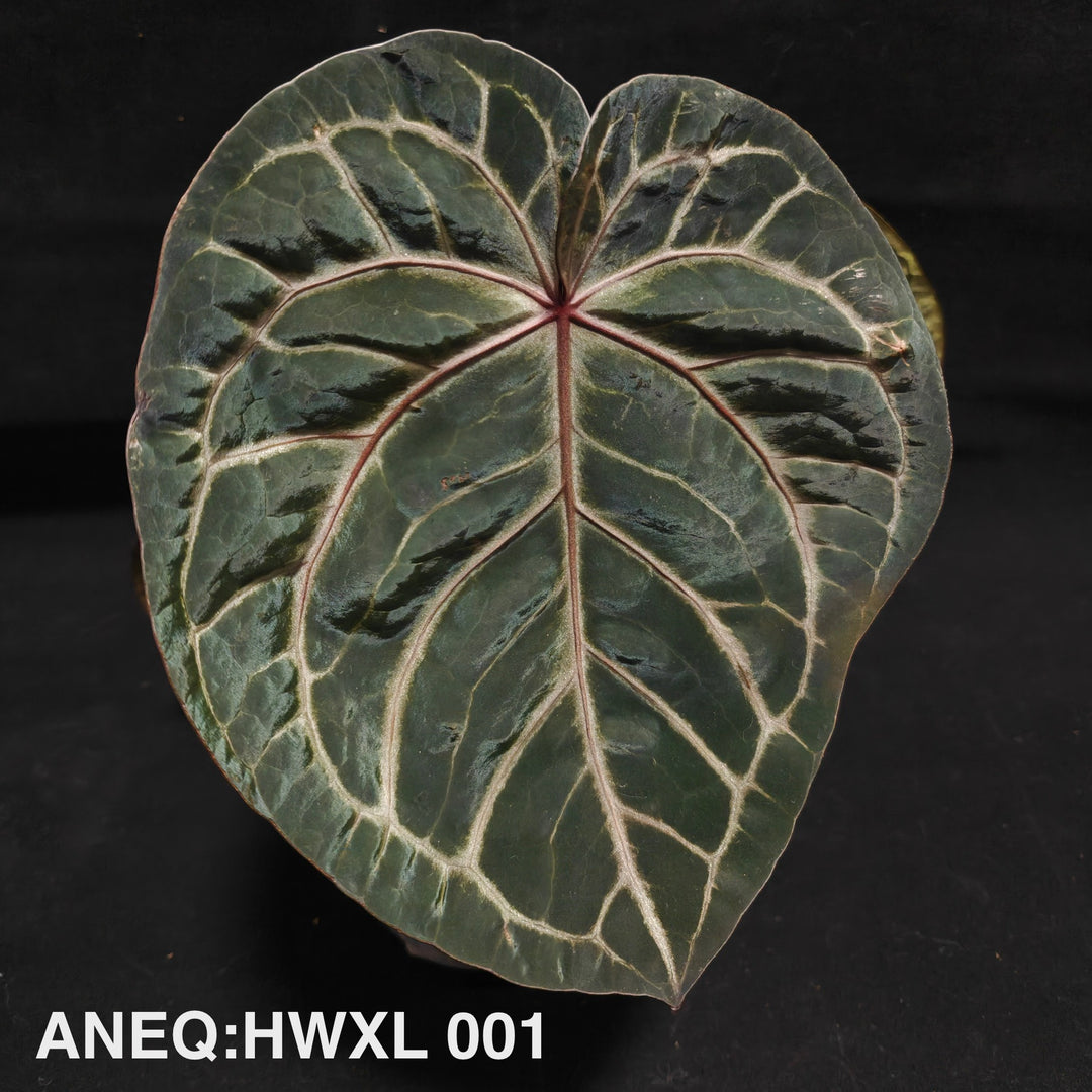 Anthurium Grey Mist【灰雾序列】[ANEQ:HWXL]
