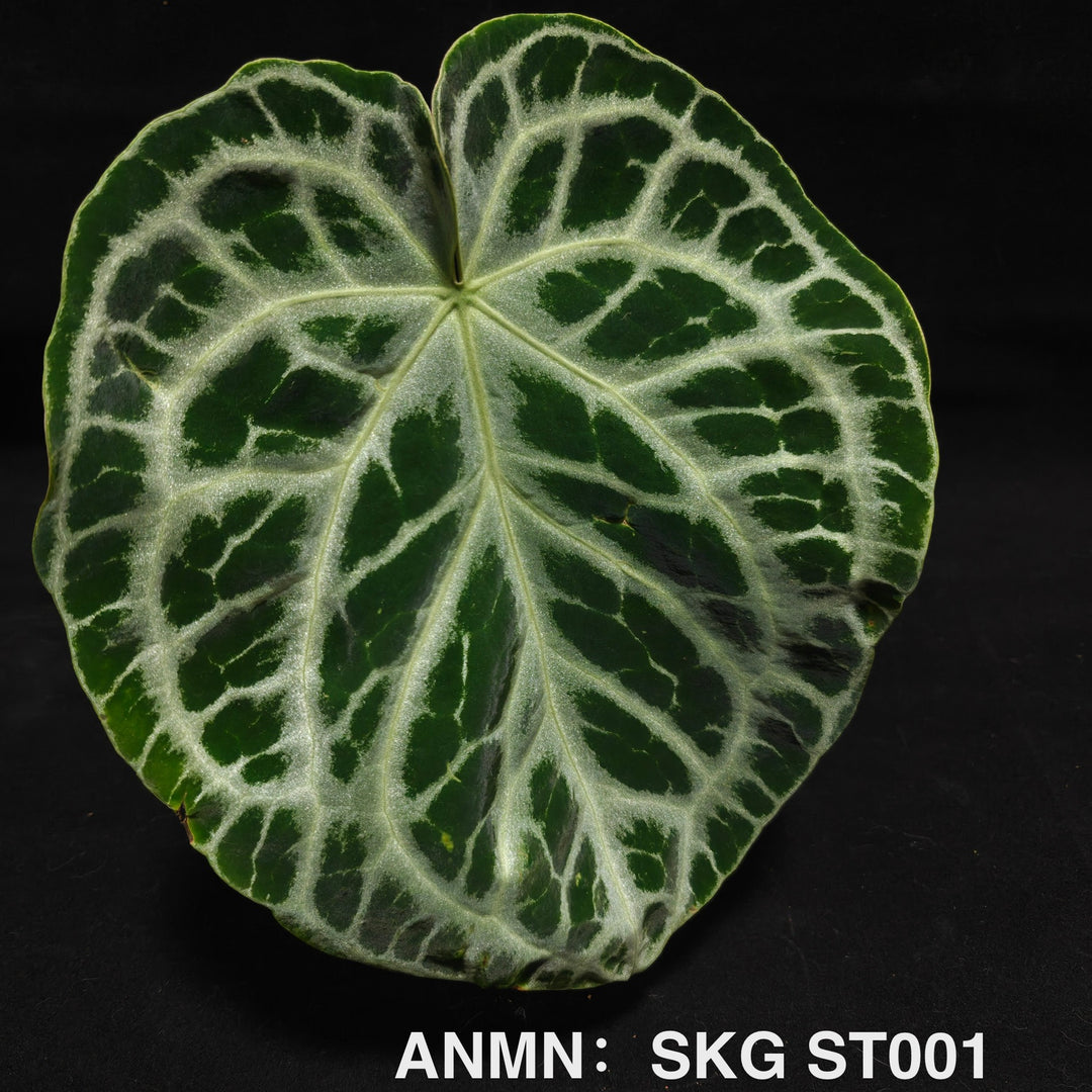Anthurium SKG Silver*Silver Tiger [ANMN:SKGST]