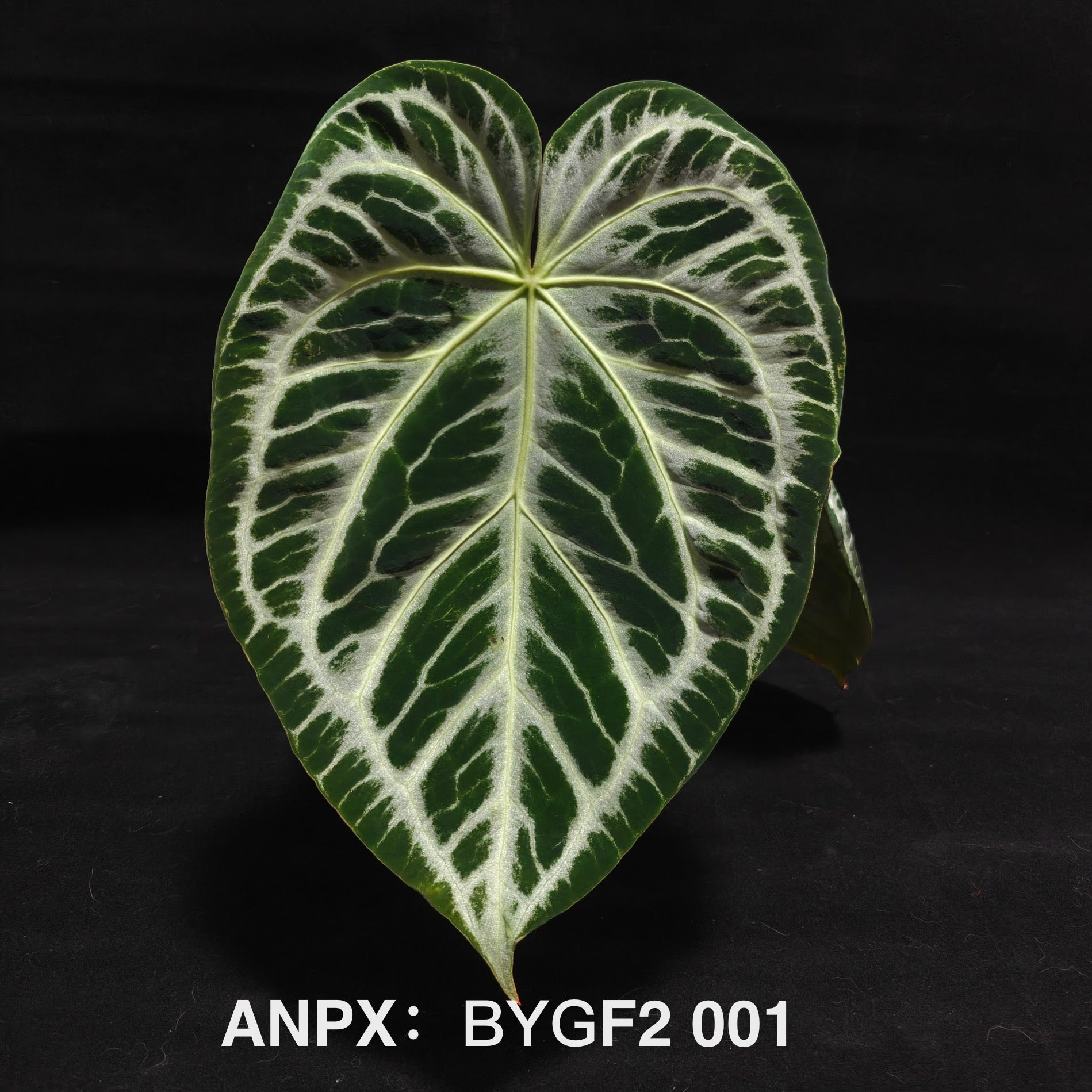 PlantX – MONO Plant House