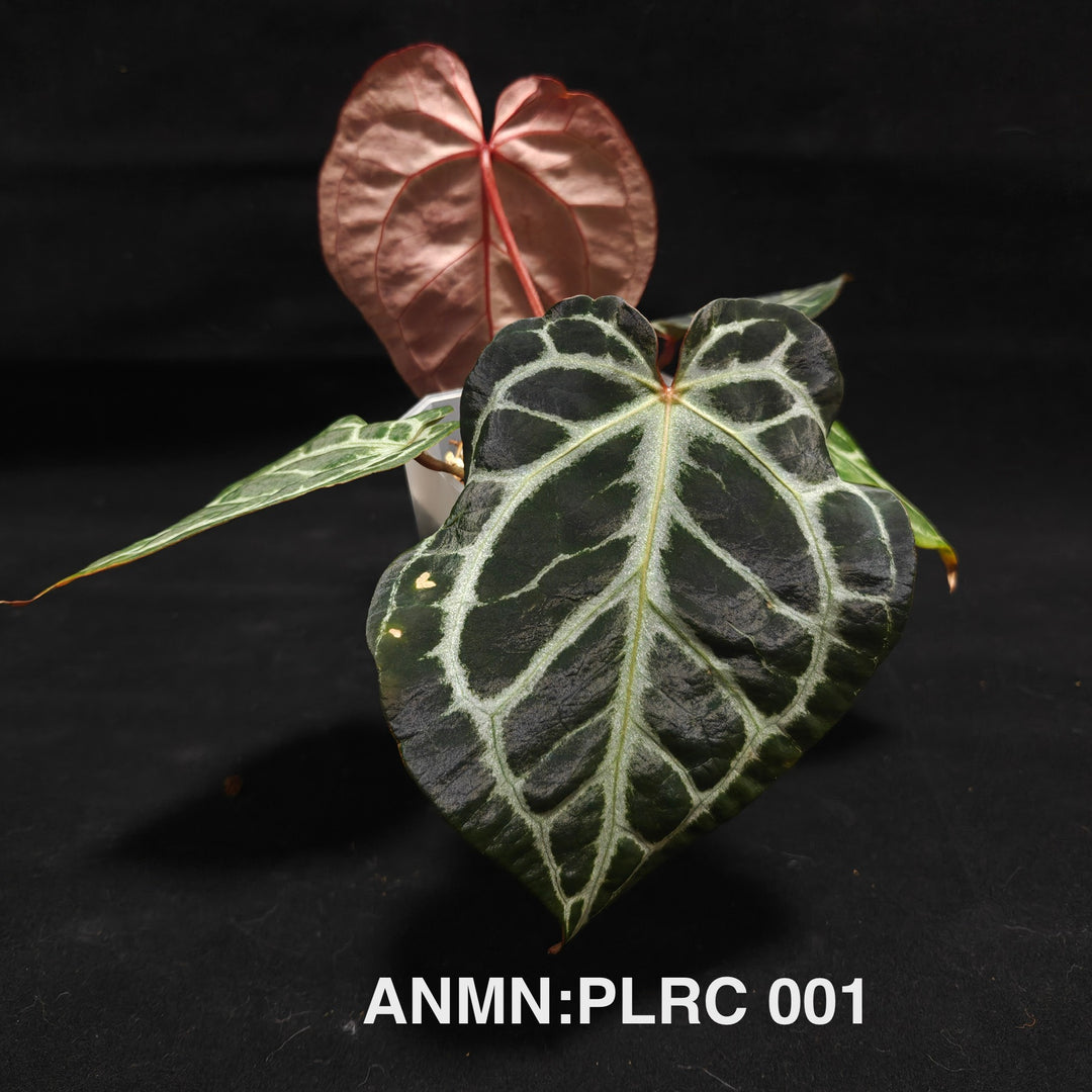 Anthurium Pink Lemonade*Red Crystallinum [ANMN:PLRC]