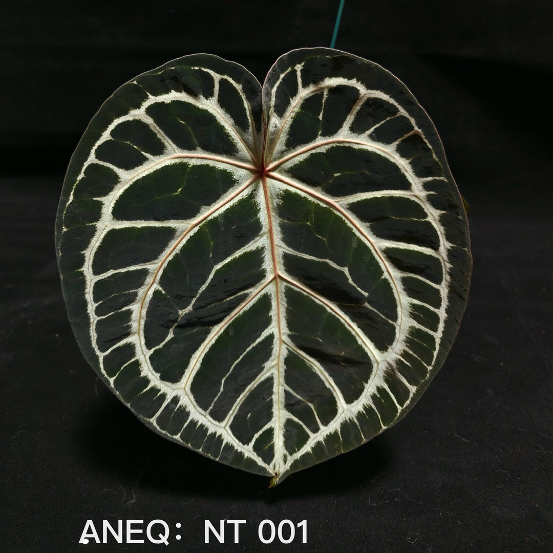 Anthurium Black Pink【女团】[ANEQ:NT]