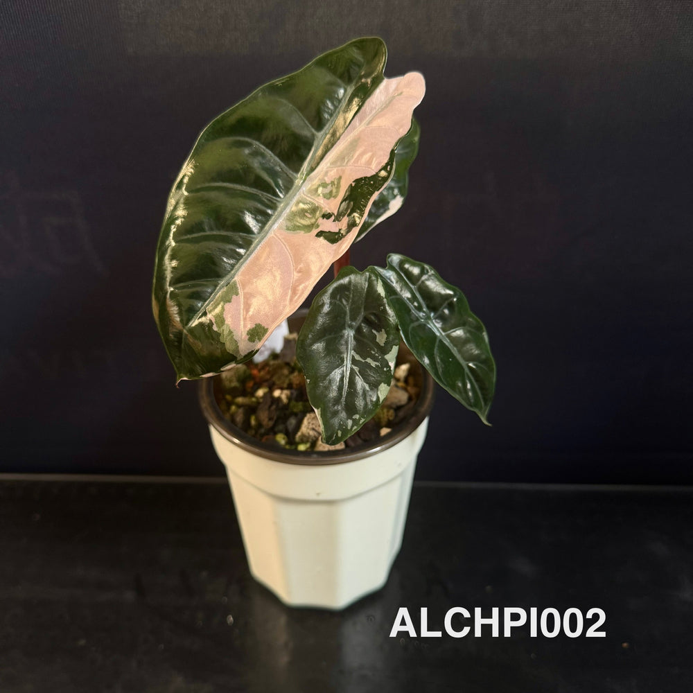 Alocasia 【Chantrieri】 Pink【香特丽丽】 [ALCHPI]