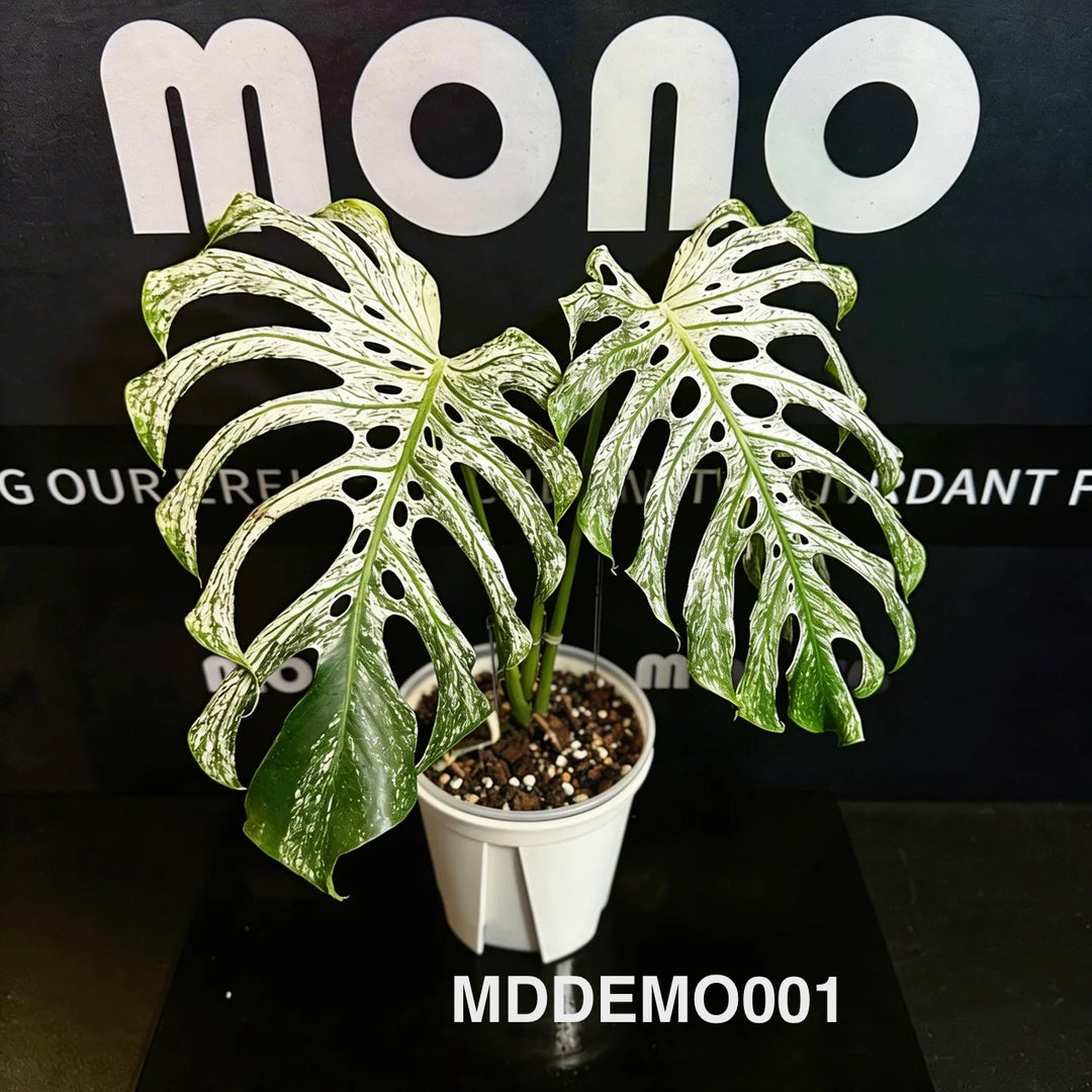 Monstera Deliciosa【Devil Monster】【薄荷芯片】[MDDEMO]