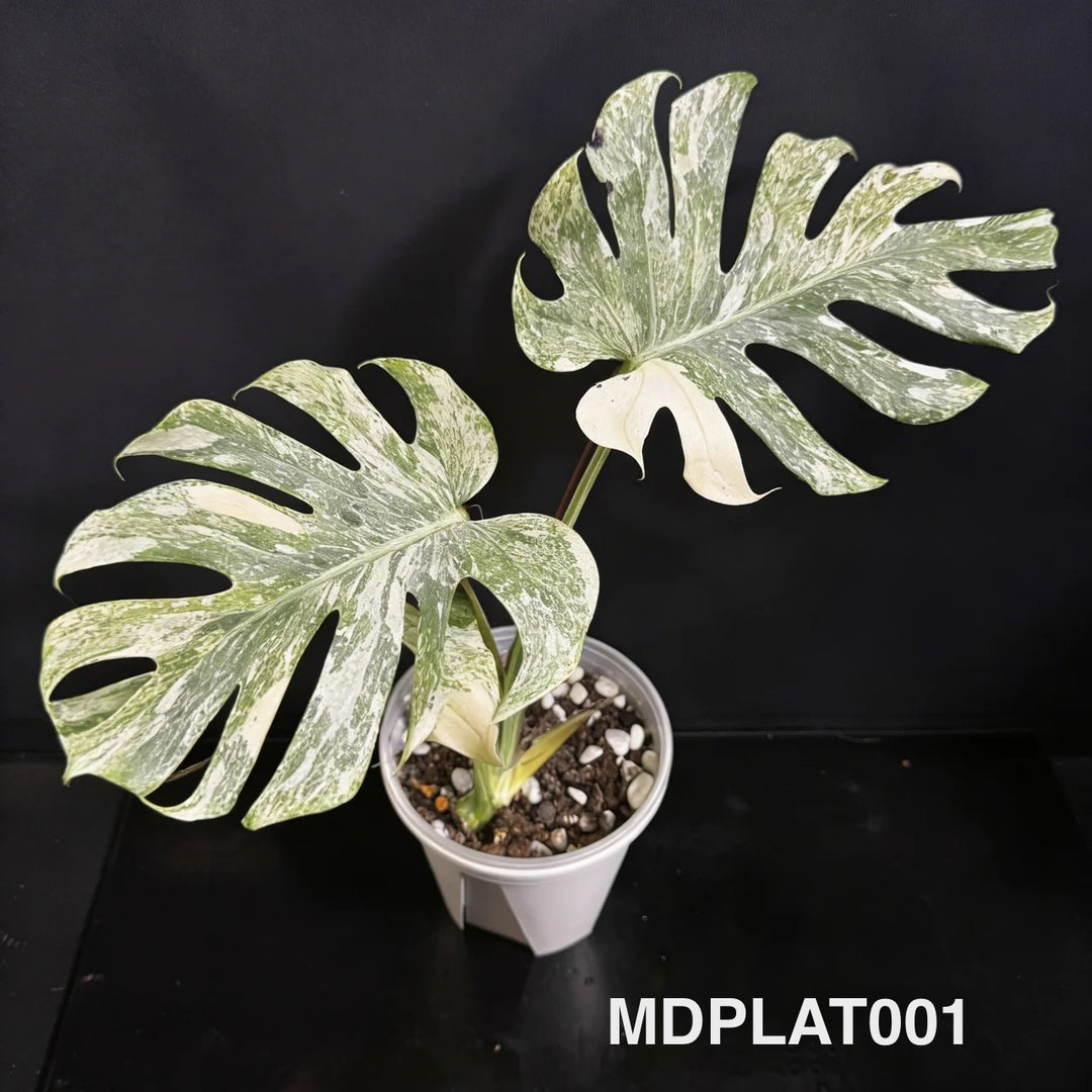 Monstera Deliciosa 【Platinum】【铂金】[MDPLAT]