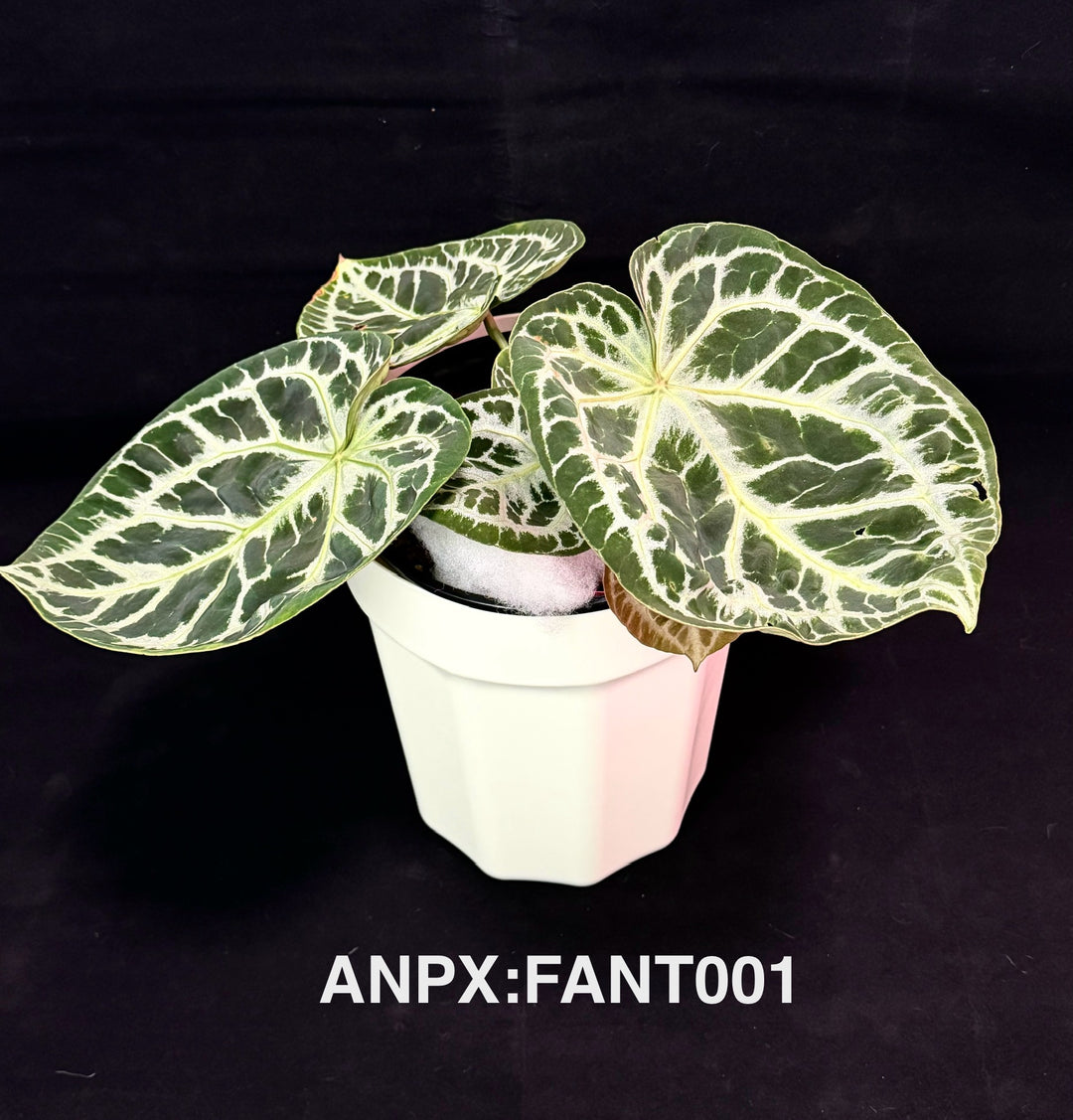 Anthurium Fantasia【幻想曲】[ANPX:FANT]
