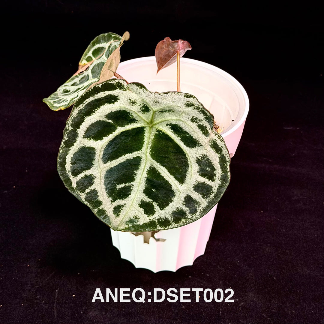 Anthurium Diamond Shield ET【ET水晶盾】[ANEQ:DSET]