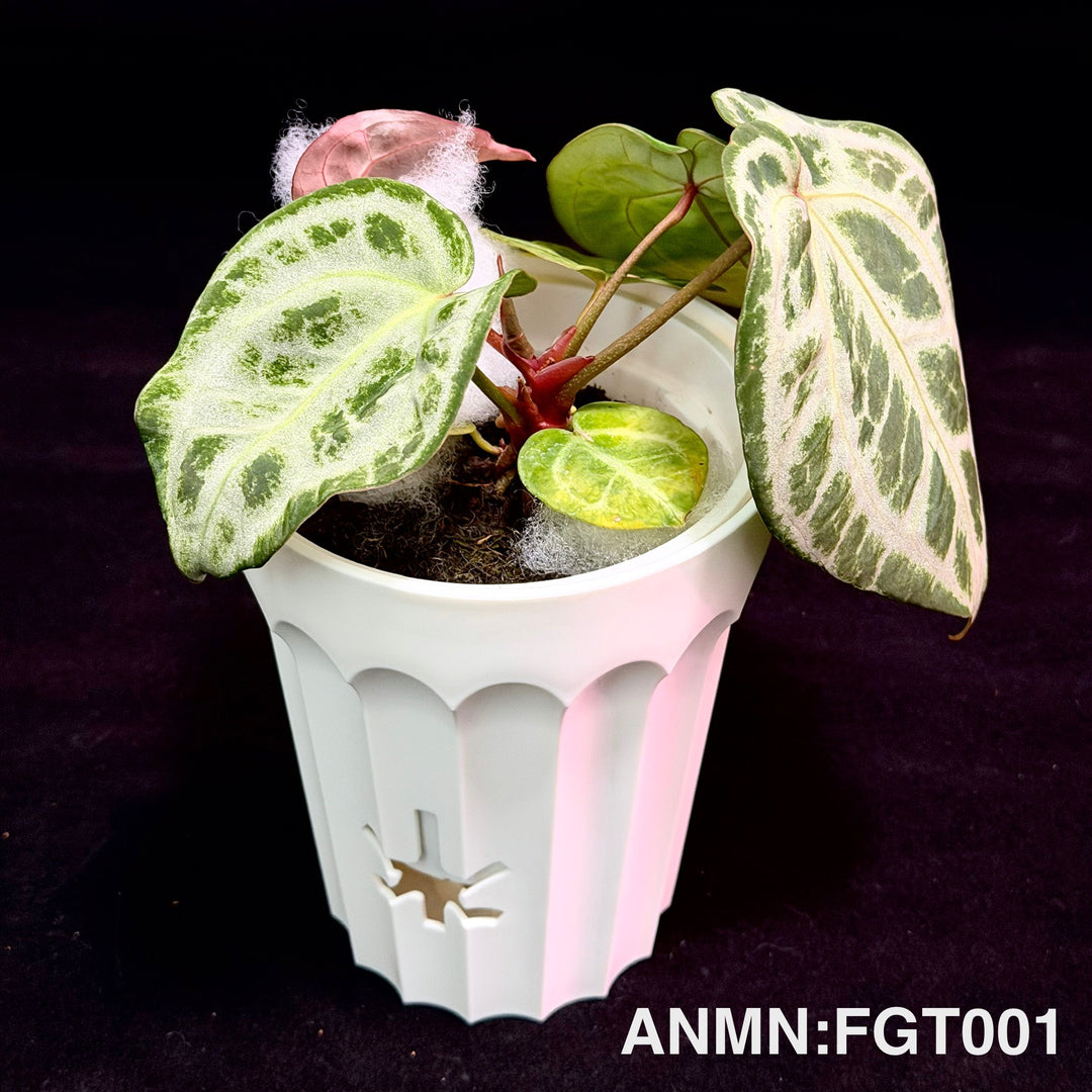 Anthurium 'Frost Goddess Tears'【冰女之泪】[ANMN:FGT]