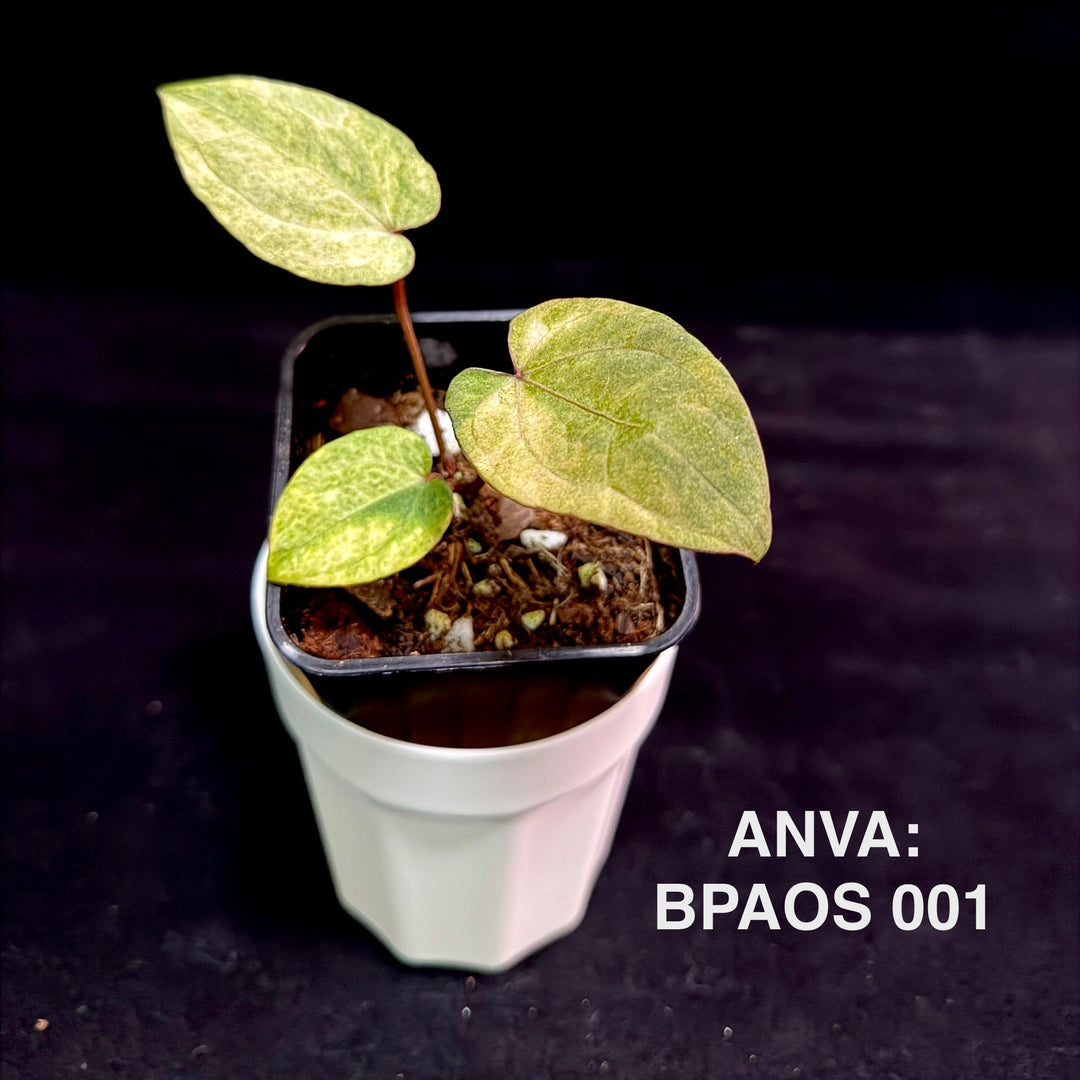 【花烛锦】Anthurium 'Dark Phoenix' x 'Ace of Spades'  Variegation[ANVA:BPAOS]