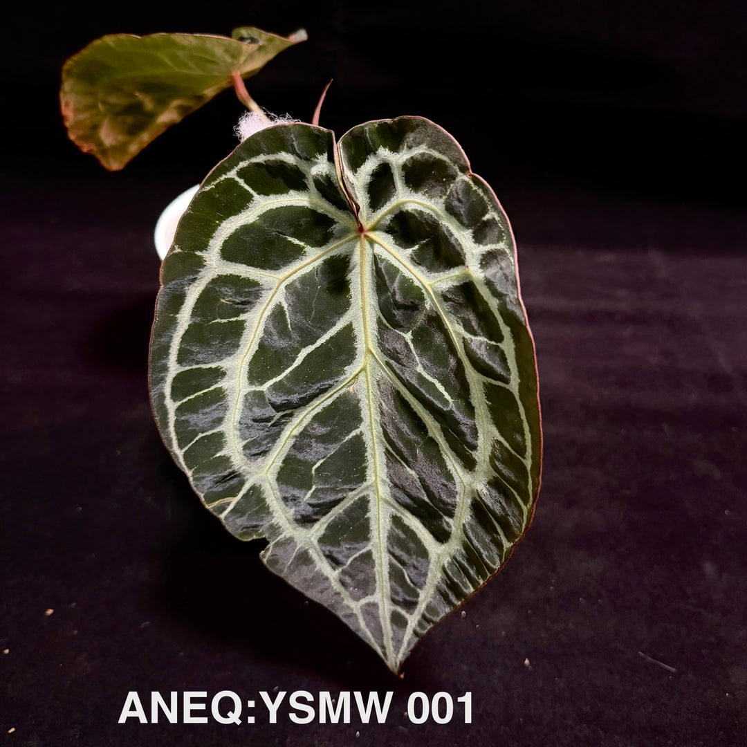 Anthurium 'Silver Blush'【银色魔纹】[ANEQ:YSMW]