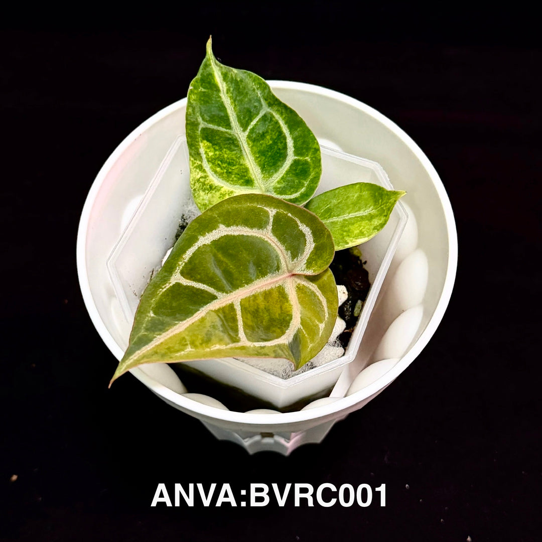【花烛锦】Anthurium 'Black Velvet'x 'Red Cristallinum'  Variegation[ANVA:BVRC]