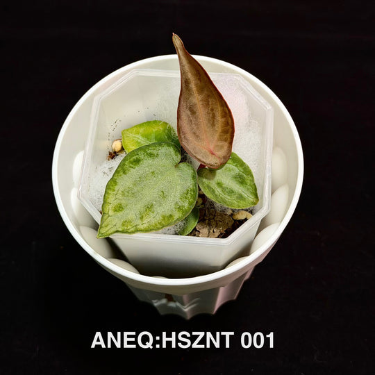 Anthurium 'Silver Blush Dark Form' x'Black Pink'[ANEQ:HSZNT]