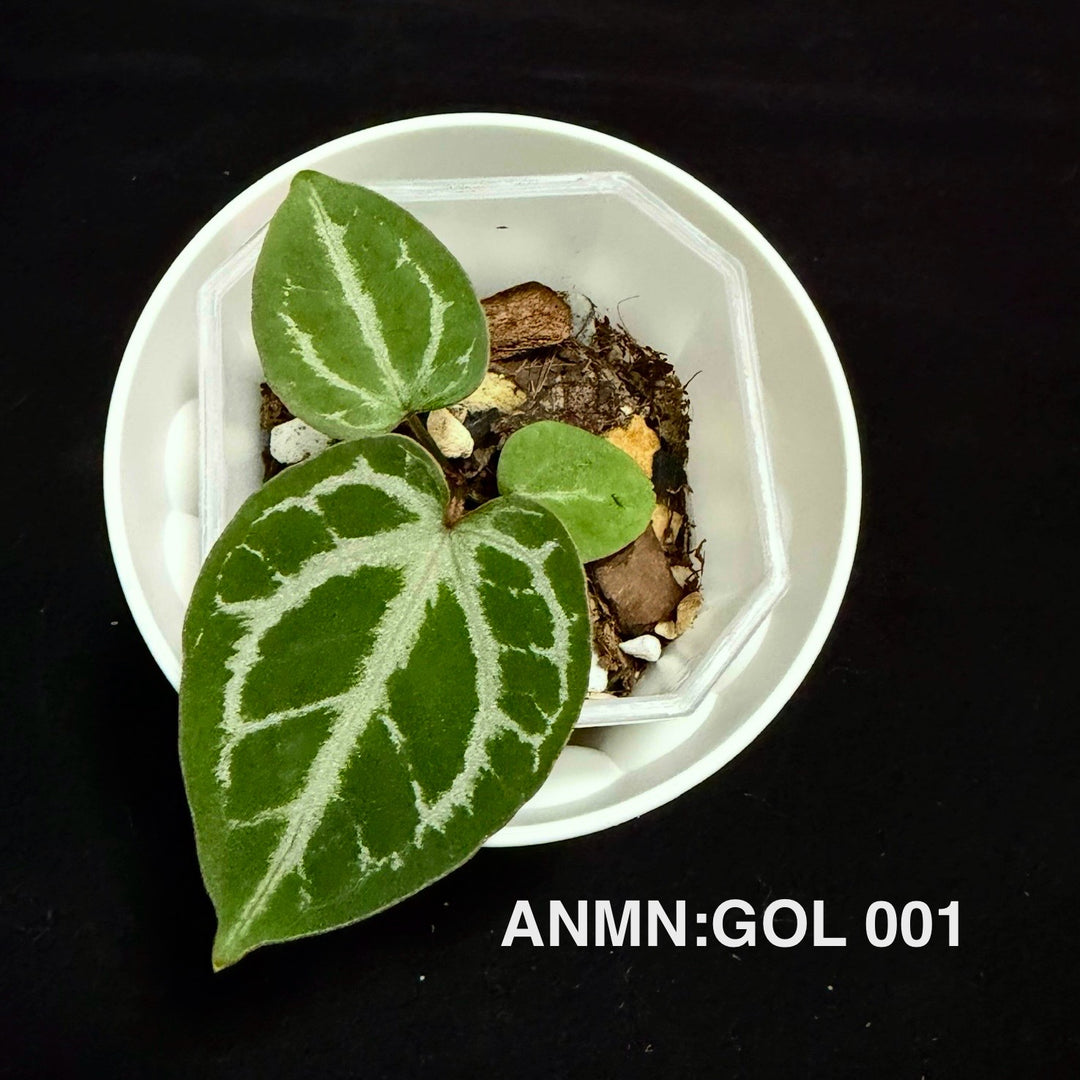 Anthurium 'Goddess of Light'【流光女神】[ANMN:GOL]