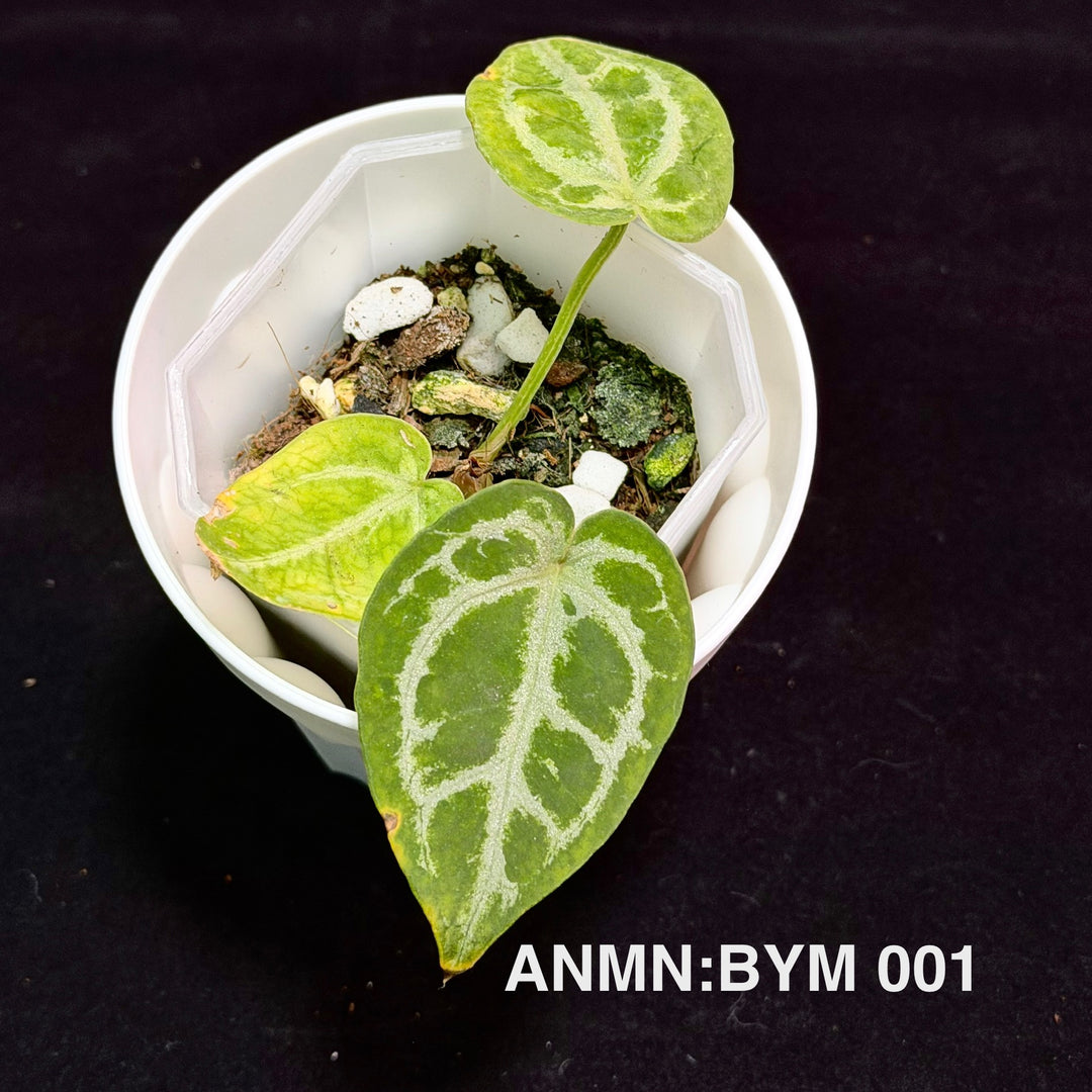 Anthurium 'Ice Feather'【冰羽毛】[ANMN:BYM]