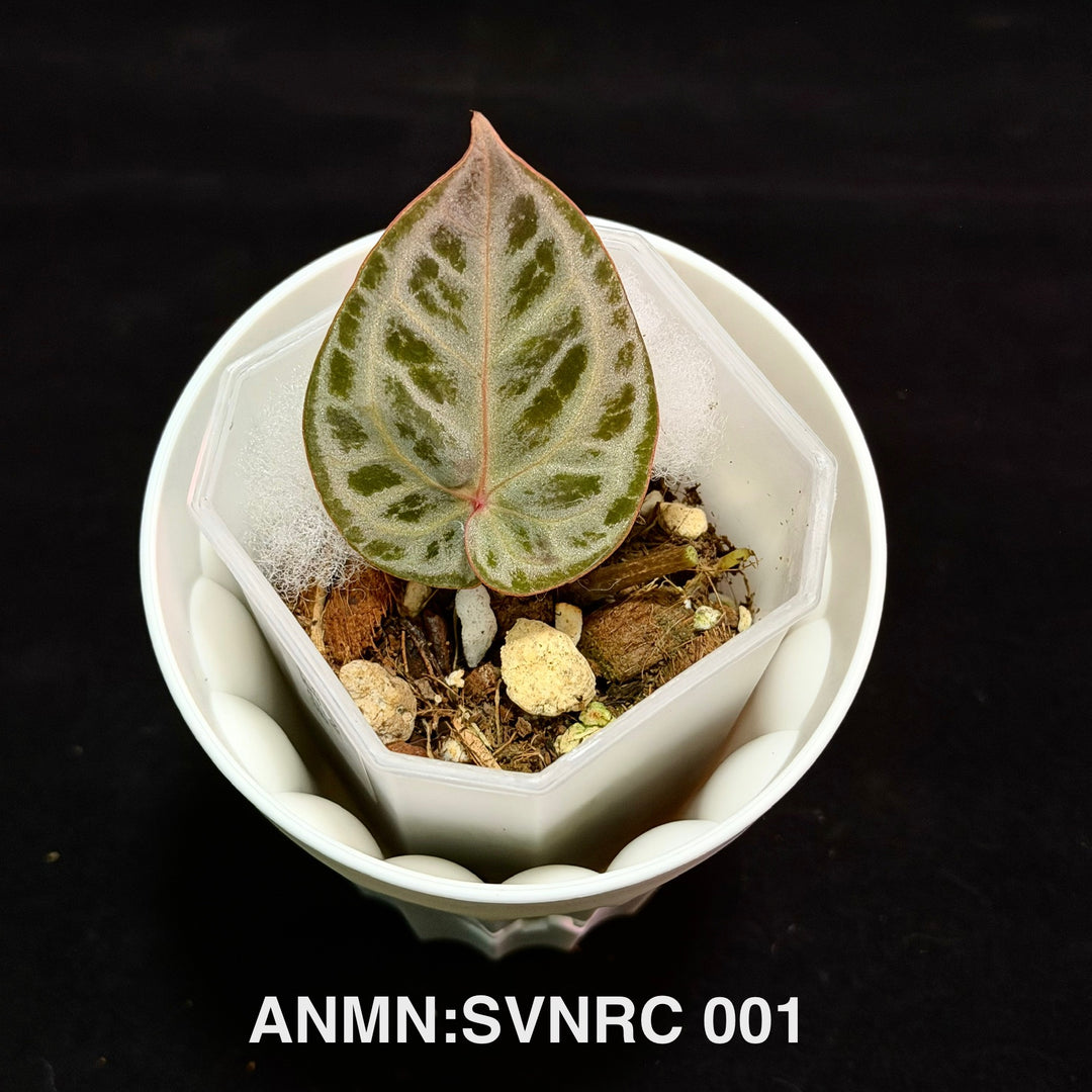 Anthurium 'Silver Veils' x 'NSE Red Crystallinum'[ANMN:SVNRC]