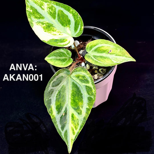 【花烛锦】Anthurium 'Aka Angel' Variegation【赤天使】[ANVA:AKAN]
