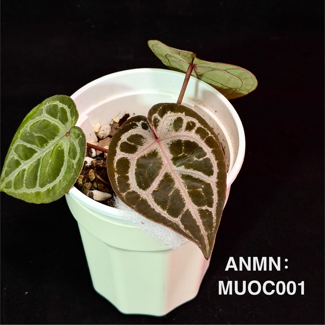 Anthurium 'Muchlis' OC【初代佛红】[ANMN：MUOC]