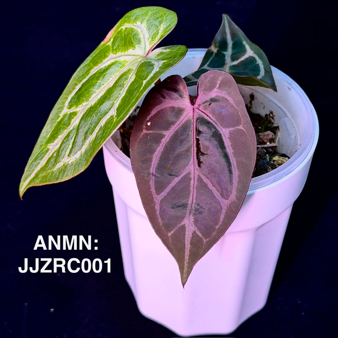 Anthurium 'Jue Jue Zi' x 'Red Crystallinum'【绝绝紫水晶】[ANMN:JJZRC]