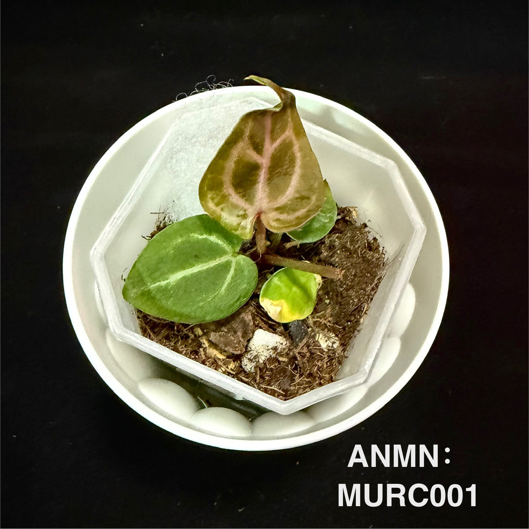 Anthurium 'Muchlis' x 'Red Crystallinum'[ANMN:MURC]