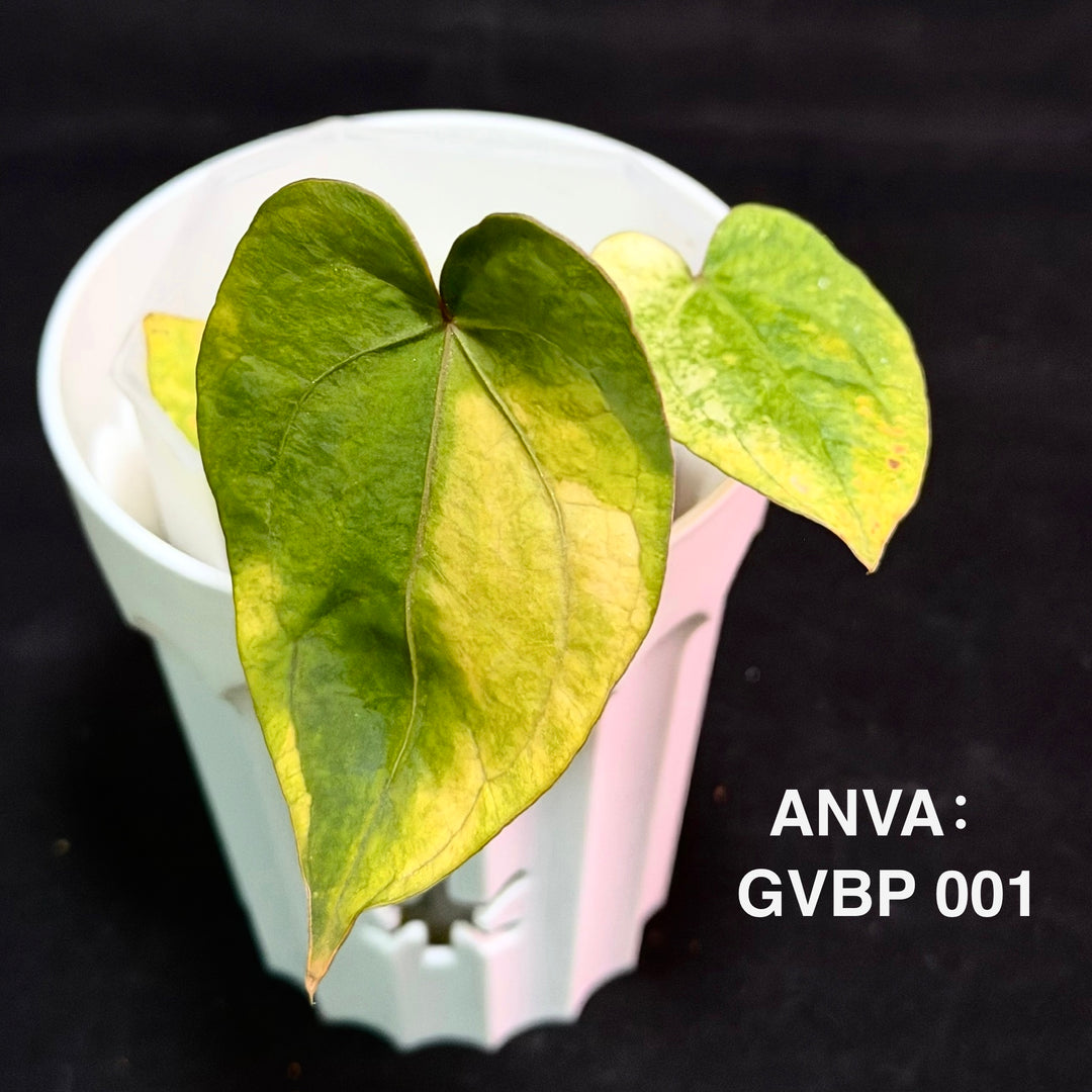 【花烛锦】Anthurium 'Green Velvet' x 'Dark Phoenix' Variegation[ANVA:GVBP]