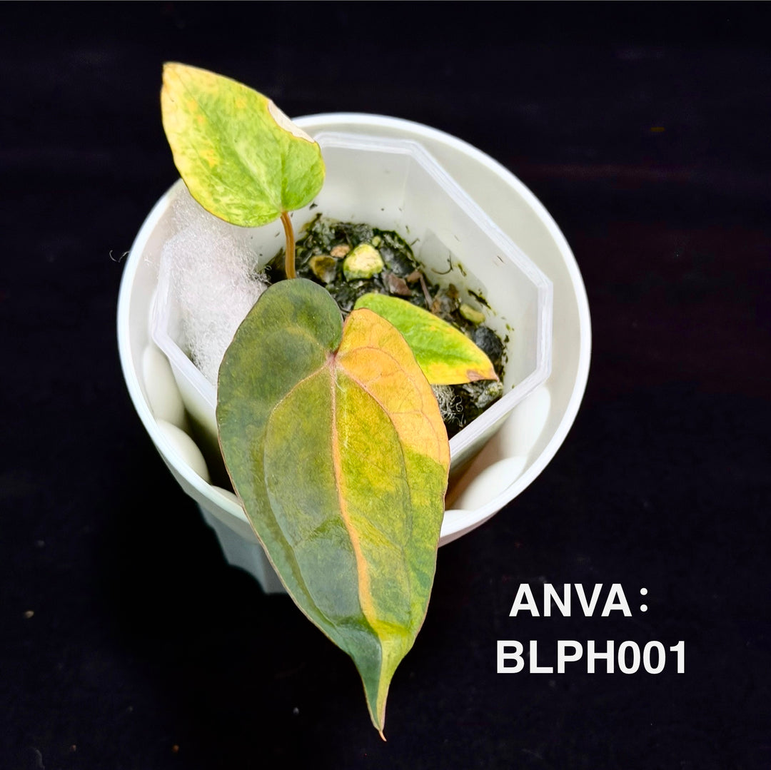 【花烛锦】Anthurium 'Dark Phoenix' Variegation[ANVA:BLPH]