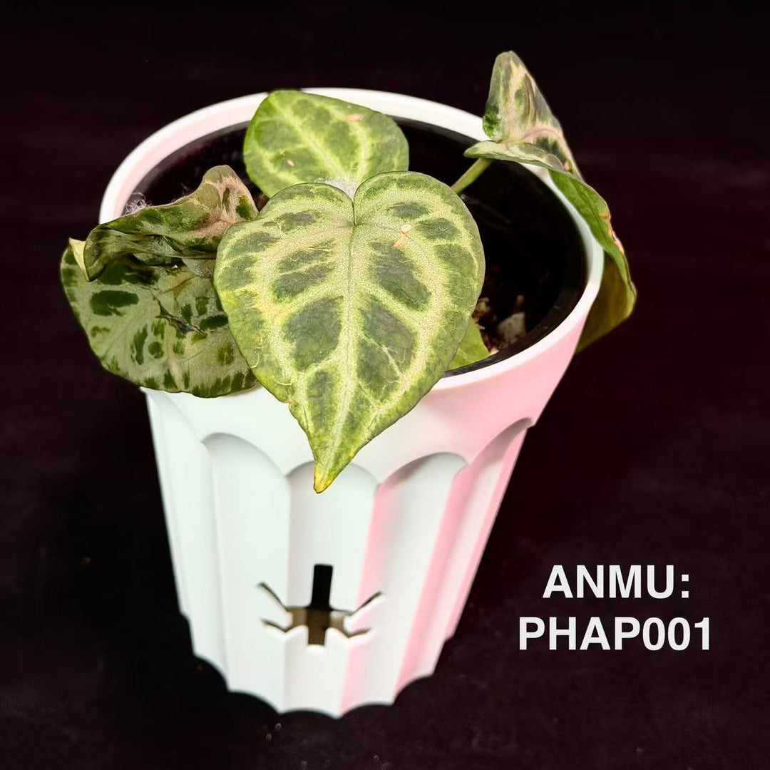【特殊变种】Anthurium 'Rhapsody' Mutation【石化·狂想曲】[ANMU:PHAP]