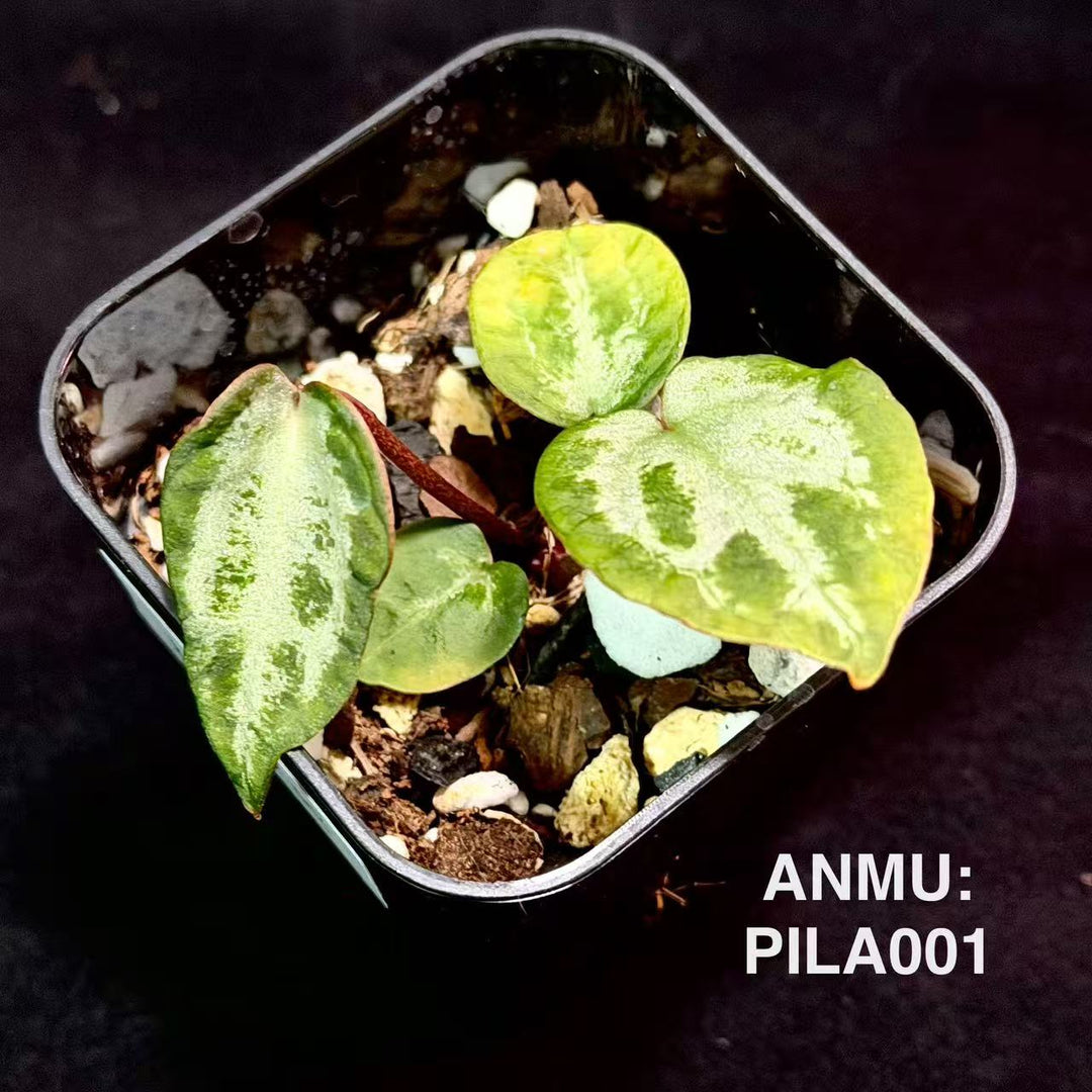 【特殊变种】Anthurium 'Pink Lady' Mutation【石化·粉红女郎】[ANMU:PILA]