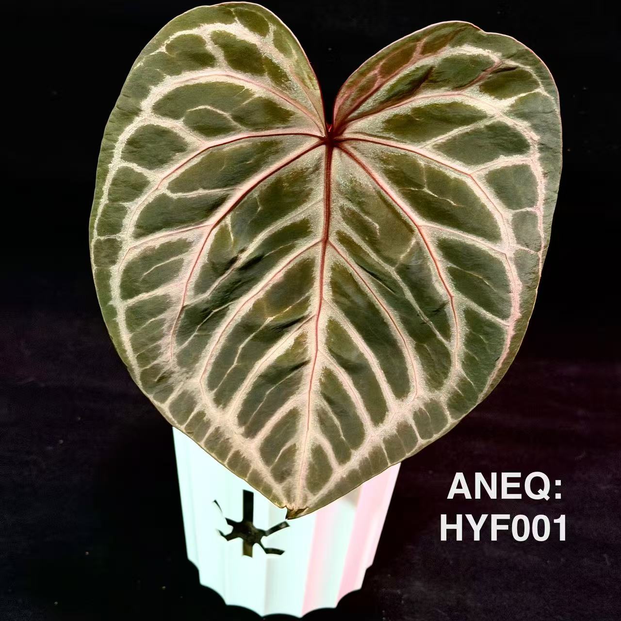 Equator – MONO Plant House