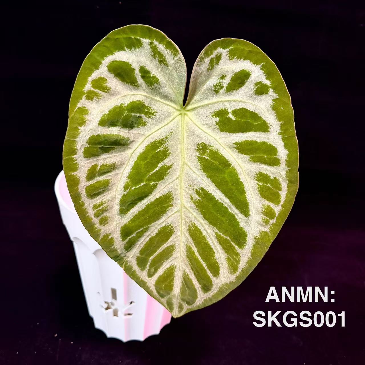 Anthurium 'SKG Silver'[ANMN:SKGS] – MONO Plant House