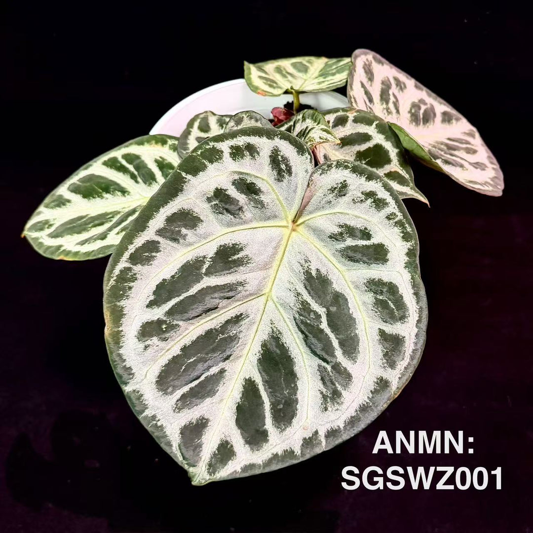 Anthurium 'Time Watcher'【时光守望者】[ANMN:SGSWZ]