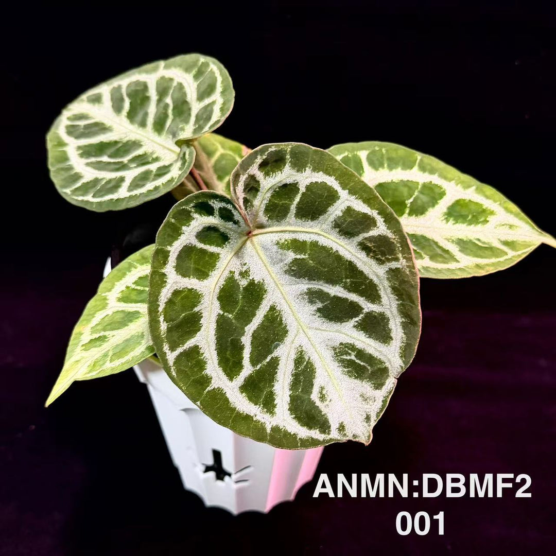 Anthurium 'Dr. Block's Michelle' F2[ANMN:DBMF2]