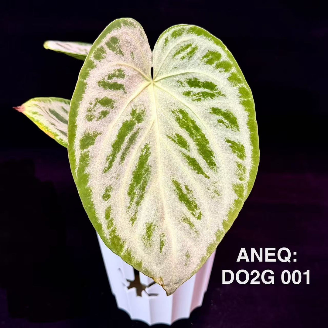 Anthurium 'Dorayaki 2.0'【铜锣烧2代】[ANEQ:DO2G]