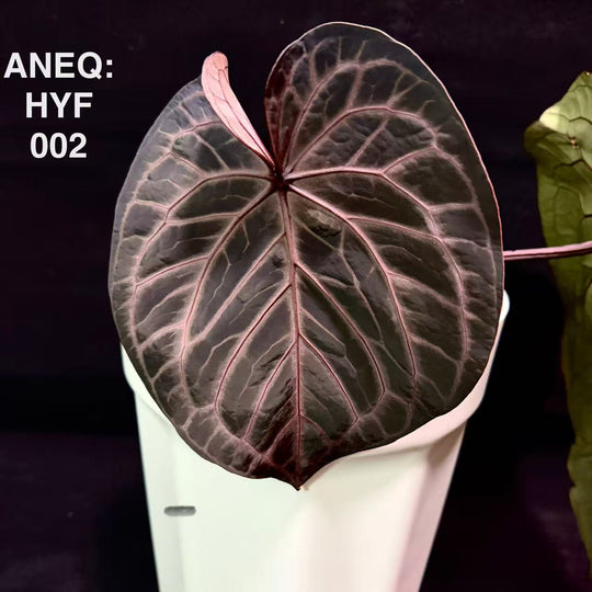 Anthurium 'Red Yves'【红伊芙】[ANEQ:HYF]