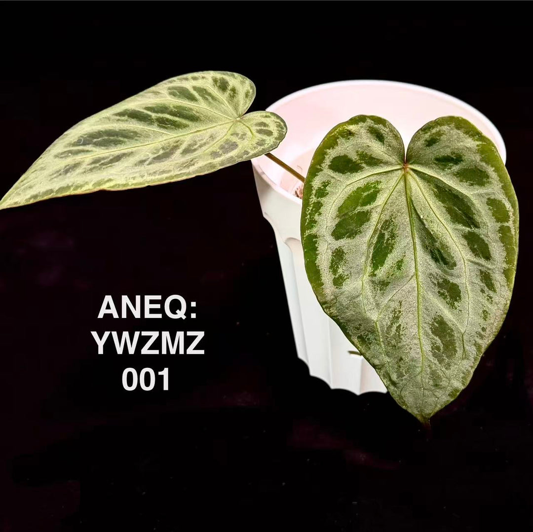 Anthurium 'Silver Mist' x 'Dream Weaver' 【银雾织梦者】[ANEQ:YWZMZ]