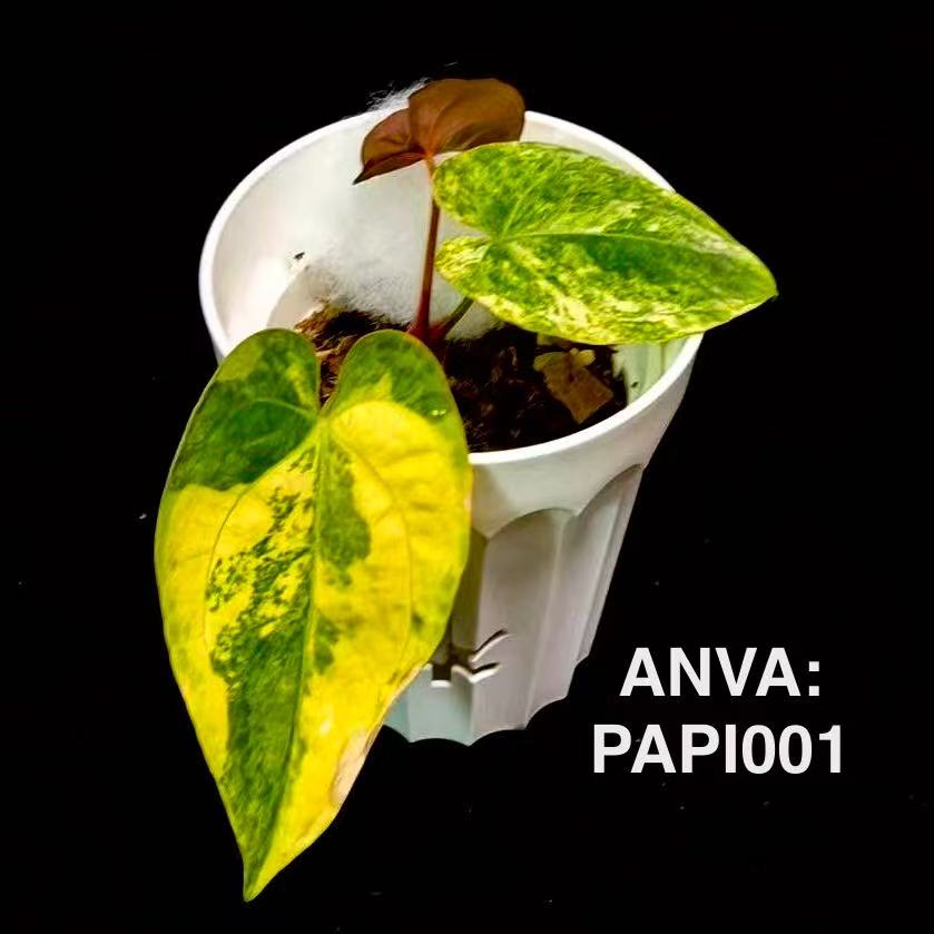 【花烛锦】Anthurium 'Papi' Variegation[ANVA:PAPI]