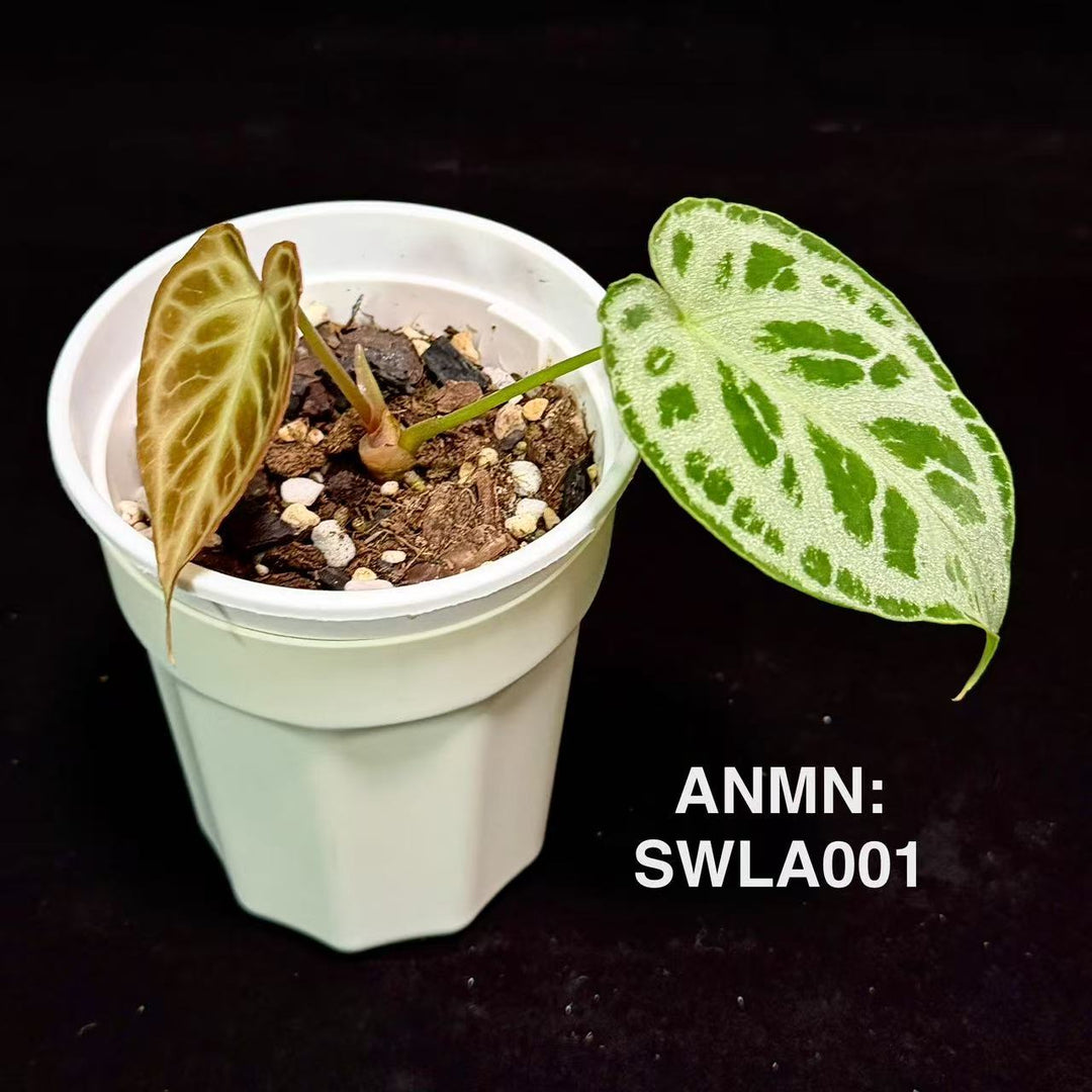 Anthurium 'Swan Lake'【天鹅湖】[ANMN:SWLA]