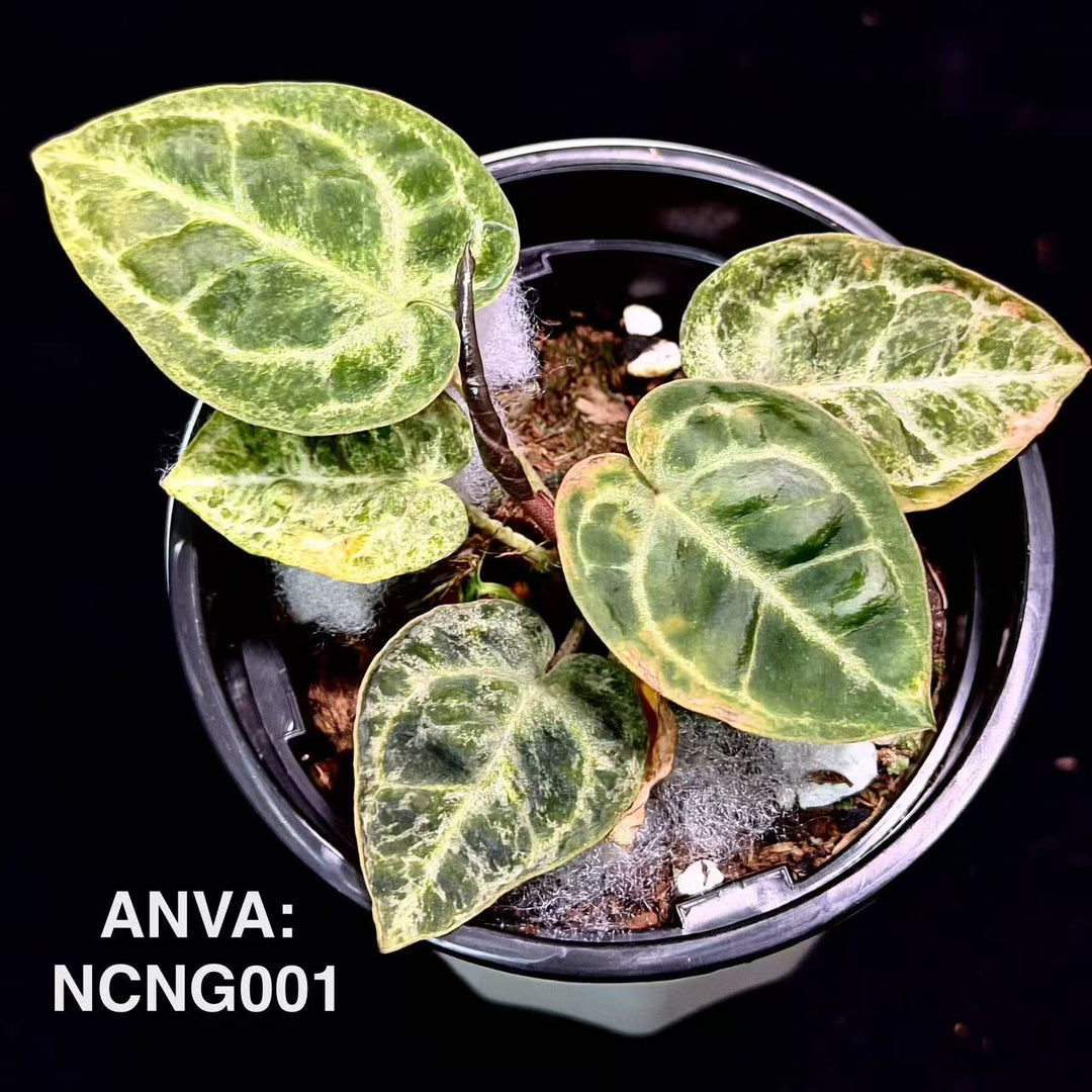 【花烛锦】Anthurium 'Neon Garment' Variegation【霓裳】[ANVA:NCNG]