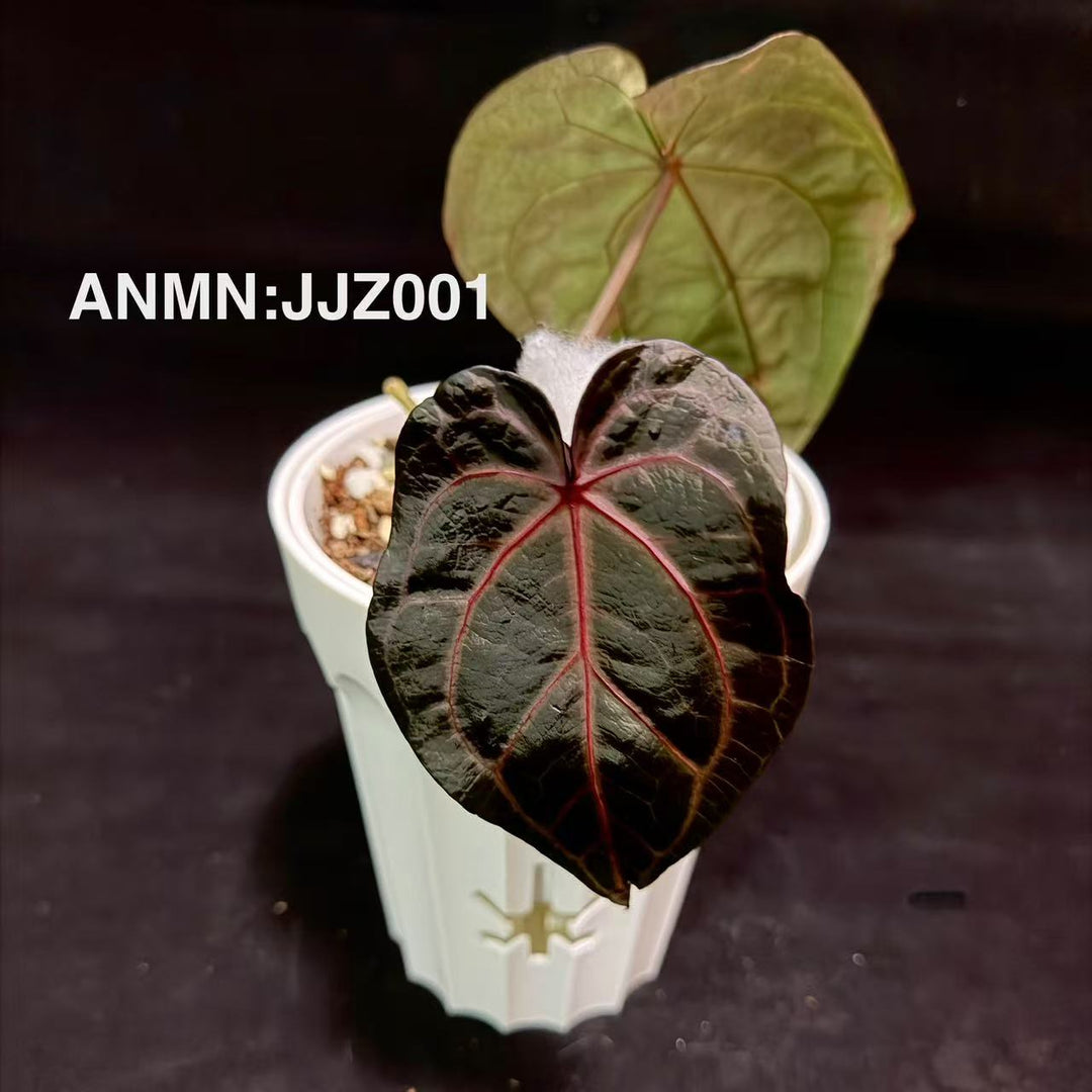 Anthurium 'Jue Jue Zi'【绝绝紫】[ANMN:JJZ]