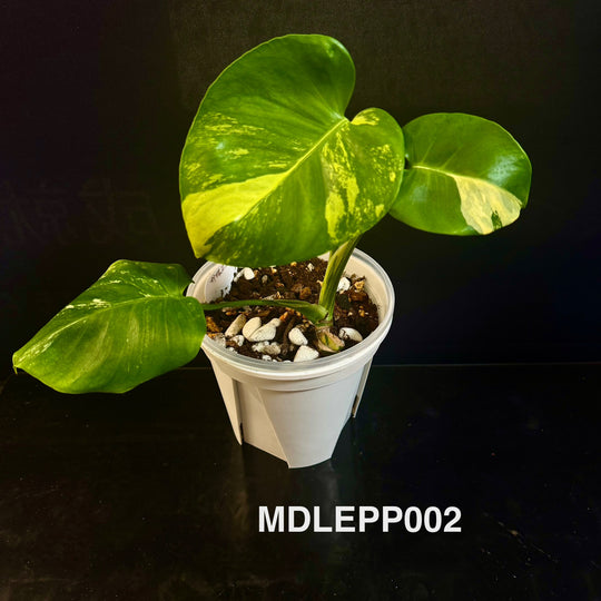 Monstera Deliciosa【Lemon Pom Pom】【柠檬泡泡】[MDLEPP]