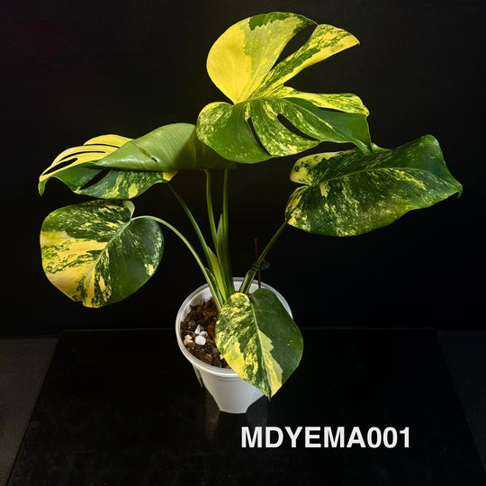 Monstera Deliciosa【Yellow Marilyn】【玛丽莲】[MDYEMA]