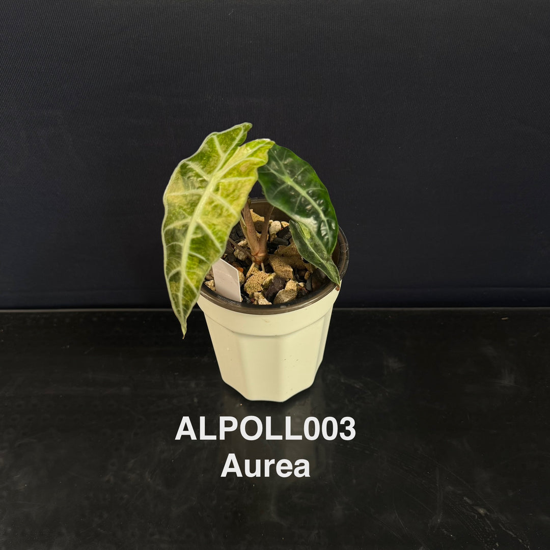 Alocasia 【Polly】 【大仙女】[ALPOLL]