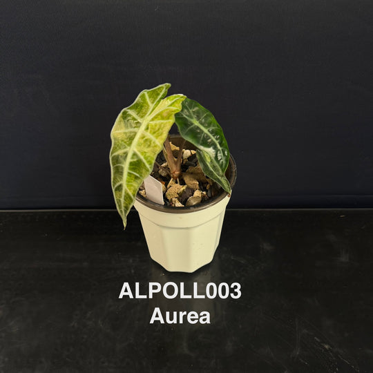 Alocasia 【Polly】 【大仙女】[ALPOLL]