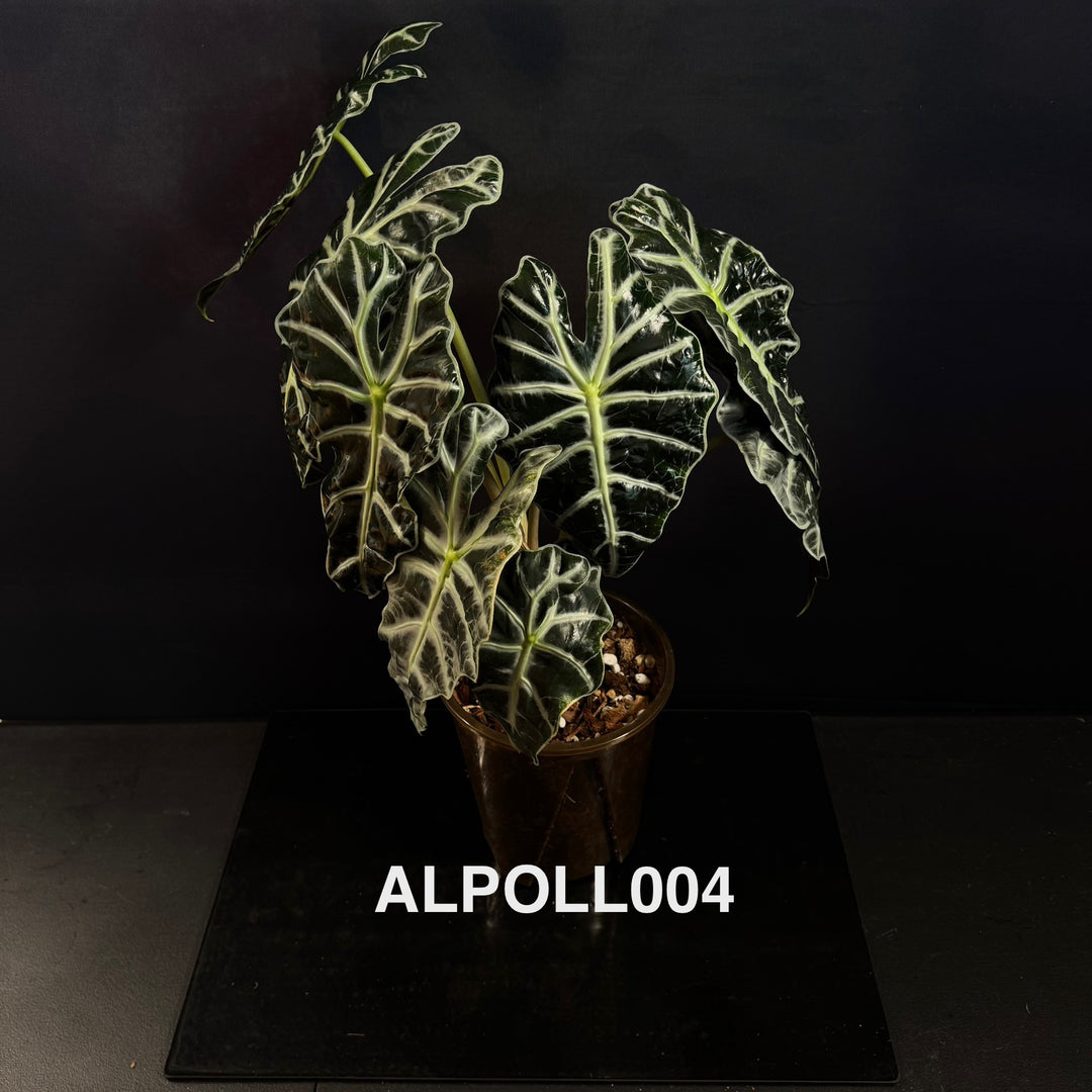 Alocasia 【Polly】 【大仙女】[ALPOLL]