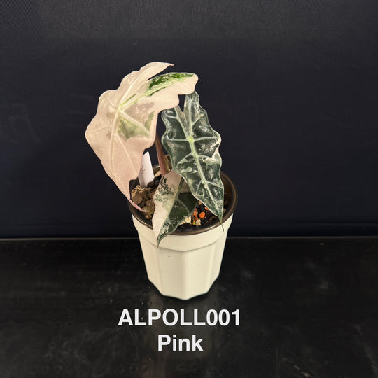 Alocasia 【Polly】 【大仙女】[ALPOLL]